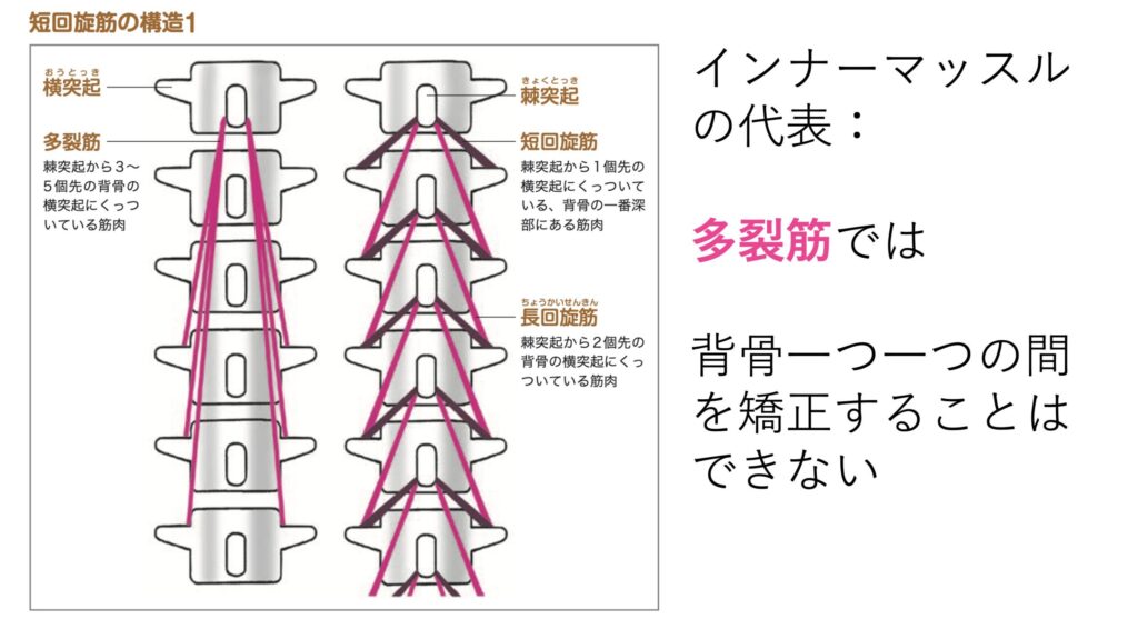 短回旋筋とインナーマッスルの位置関係