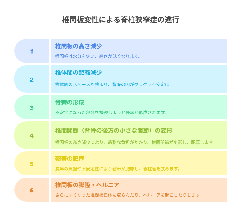 椎間板の劣化が引き起こすドミノ倒し：狭窄症完成への道の説明図解