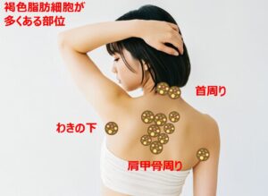 褐色脂肪細胞が多い部位